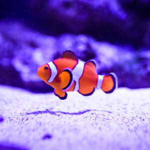 Clownfish