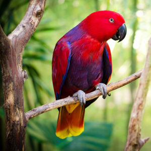 Eclectus parrot