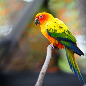 Golden conur