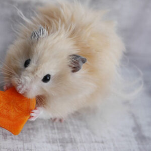 Hamster