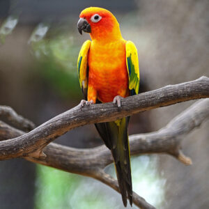 Sun Conure parrot