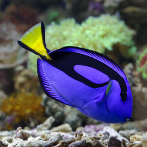 Tangs fish