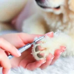 A gentle paw pad cleaning to ensure your pet’s paws stay fresh and clean, keeping them free from dirt and debris for comfort and health